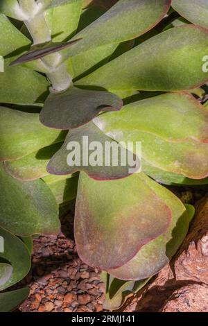 Paddle Plant, Kalanchoe thyrsiflora, im Sibley Horticultural Center in Callaway Gardens in Pine Mountain, Georgia. Stockfoto