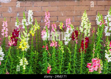 Snapdragons, Antirrhinum majus „Rocket Mix“, im Sibley Horticultural Center in Callaway Gardens in Pine Mountain, Georgia. Stockfoto