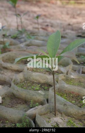 Der Lithocarpus edulis-Baum auf dem Bauernhof zum Verkauf ist eine Barernte Stockfoto