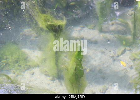 Enteromorpha intestinalis-Grünalge in Wasser zur Dekoration Stockfoto