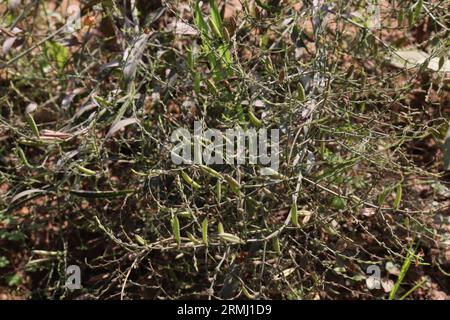 Andrographis paniculata, allgemein bekannt als grüner Chiretta auf dem landwirtschaftlichen Betrieb für den Anbau Stockfoto