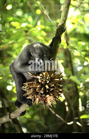 Ein Makaken (Macaca nigra) erntet eine Frucht, die auf einer Lianenrebe im Tangkoko-Wald in Nord-Sulawesi, Indonesien, steht. Klimawandel und Krankheiten stellen eine neue Bedrohung für Primaten dar, während Makaken mit Hauben zu den 10 % der Primatenarten gehören, die besonders anfällig für Dürren sind. Ein kürzlich erschienener Bericht zeigte, dass die Temperatur im Tangkoko-Wald tatsächlich steigt und der Fruchtbestand insgesamt zurückgeht. Macaca nigra gilt als eine Schlüsselart in ihrem Lebensraum, eine wichtige "Dachart" für den Erhalt der biologischen Vielfalt. Ihre Anwesenheit ist ein guter Indikator für die aktuelle... Stockfoto