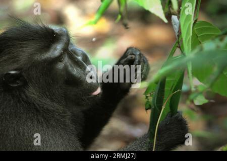 Ein Makaken (Macaca nigra) isst Blätter, während er in der Nähe eines felsigen Strandes im Tangkoko-Wald, Nord-Sulawesi, Indonesien, auf der Suche nach Nahrungsmitteln ist. Klimawandel und Krankheiten stellen eine neue Bedrohung für Primaten dar, während Makaken mit Hauben zu den 10 % der Primatenarten gehören, die besonders anfällig für Dürren sind. Ein kürzlich erschienener Bericht zeigte, dass die Temperatur im Tangkoko-Wald tatsächlich steigt und der Fruchtbestand insgesamt zurückgeht. Macaca nigra gilt als eine Schlüsselart in ihrem Lebensraum, eine wichtige "Dachart" für den Erhalt der biologischen Vielfalt. Ihre Anwesenheit ist ein guter Indikator für die aktuelle Gesundheit von. Stockfoto