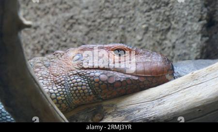 Los Angeles, Kalifornien, USA 28. August 2023 Caiman Lizard im Rainforest of the Americas im LA Zoo am 28. August 2023 in Los Angeles, Kalifornien, USA. Foto von Barry King/Alamy Stock Photo Stockfoto