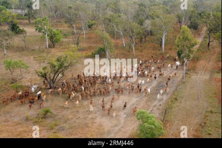 Braham-Rinder in den Überschwemmungsebenen nahe dem Golf von Carpentaria North Queensland, Australien. Stockfoto