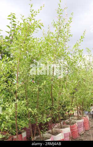 Lawsonia inermis, auch Mehndi-Baum genannt, auf dem Bauernhof für die Ernte sind Geldernten Stockfoto