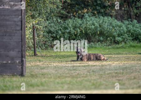 Pit Bulldog liegt auf dem Gras. Begleithund, Wachhund. Amerikanischer Mobber. Stockfoto