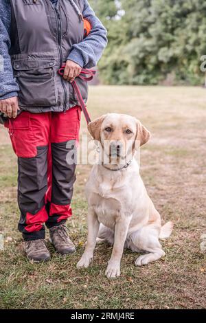 Lächelnder labrador-Hund im Stadtparkporträt. Lächelnd und aufblickend. Stockfoto