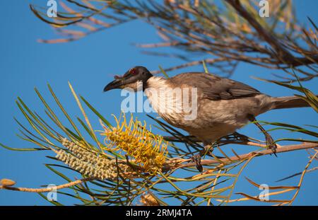 Lauter Friarbird, Philemon corniculatus, ernährt sich von einer banksia-Blume im Outback weit nördlich von Queensland. Stockfoto