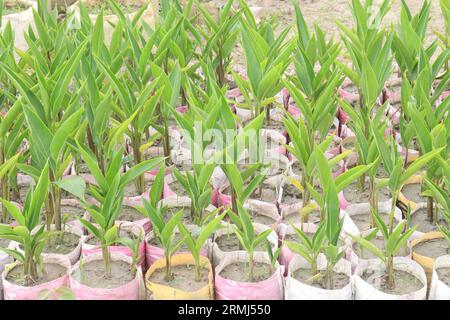 Orange Heliconia Blume Pflanze auf dem Bauernhof für die Ernte sind Barmittel Kulturen Stockfoto