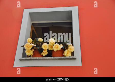 Schöne gelbe Rosen in braunen Behältern sitzen in einem offenen Fenster auf einem hellorangen Gebäude in Passau, Deutschland. Stockfoto