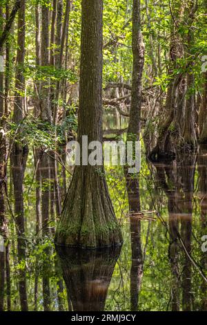 Die Zypressen entlang der Küste des Watson Pond im George L. Smith II State Park in Twin City, Georgia. (USA) Stockfoto