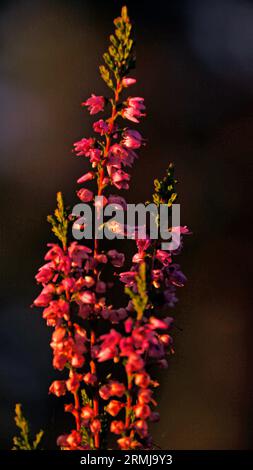 Blühendes Heidekraut (Calluna vulgaris). Ritoniemenpää, Vehmersalmi, Kuopio, Finnland, 28.08.2023, 06:23 +03. Temperatur +11 °C, Wind SE 2 m/s.. Stockfoto