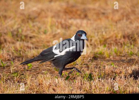 Australische Magpie, Gymnorhina tibicen, auf Nahrungssuche am Boden. Stockfoto