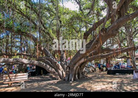 Banyan Tree im Lahaina Banyan Court Park Maui Hawaii Stockfoto