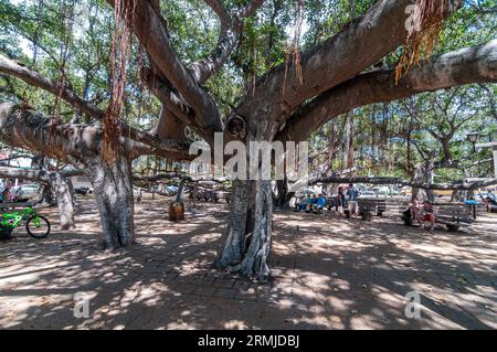 Banyan Tree im Lahaina Banyan Court Park Maui Hawaii Stockfoto