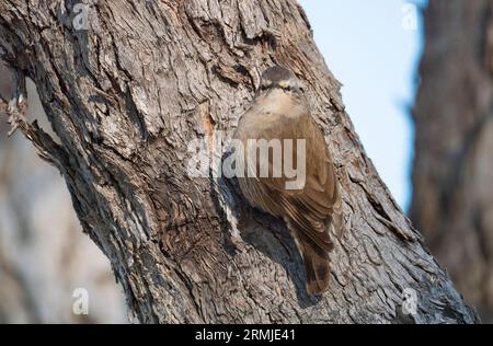 Jacky Winter, Microeca fascinans, Flycathcer auf einem Baumstamm im Outback von Queensland Australia. Stockfoto