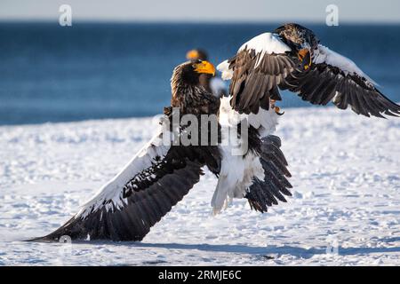 Steller's Eagle fliegend (Haliaeteus pelagicus),2 Raptoren kämpfen im Schnee. Hokkaido, Japan Stockfoto