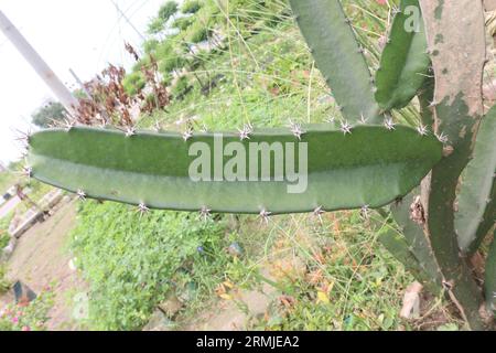 drachenfrucht, ist die Frucht von mehreren verschiedenen Kaktusarten heimisch und reduziert das Risiko von Krebs, hilft die Immunität zu stärken, gut für die Verdauung, Healt Stockfoto