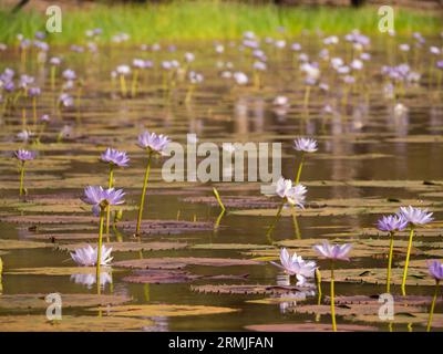 Riesige Wasserlilien, Nymphaea Odorata, in einem Outback-Billabong-Feuchtgebiet auf der Cape York Peninsular, weit nördlich von Queensland, Australien. Stockfoto