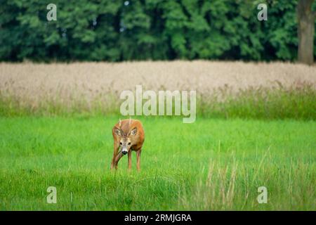 Rehwild männlich auf der Wiese, Blick auf den Sommer Stockfoto