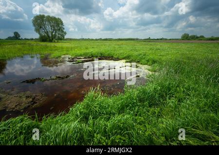 Eine Wasserpfütze auf einer grünen dichten Wiese und einem bewölkten Himmel Stockfoto