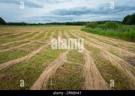 Gemähtes Gras auf Wiese und bewölktem Himmel, Blick auf den Sommer, Ostpolen Stockfoto