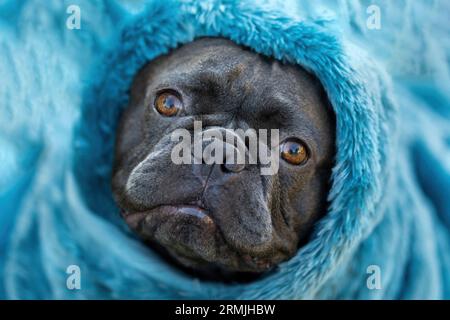 2 Jahre alter Frenchie in blauem Flieder, mit Handtuch umwickelt. Stockfoto