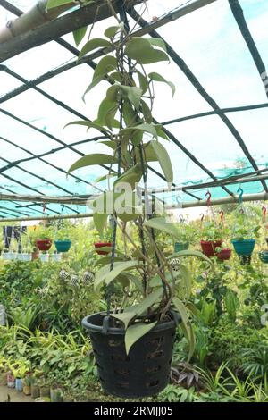 Hoya-Carnosa-Baum auf hängendem Topf auf dem Bauernhof zum Verkauf sind Geldernten Stockfoto