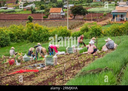 Einige Landschaftsbilder von landwirtschaftlichen Aktivitäten in Lam Dong Lam Dong Landschaft Ha Tinh Landschaft Vietnam antike Tempel in Vietnam Stockfoto