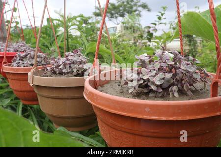 Kallisia-Baum auf hängendem Topf auf dem Bauernhof zum Verkauf sind Bargeldernten Stockfoto