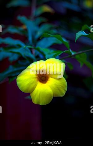 Eine schöne gelbe Blume, bekannt als Allamanda, blüht Stockfoto