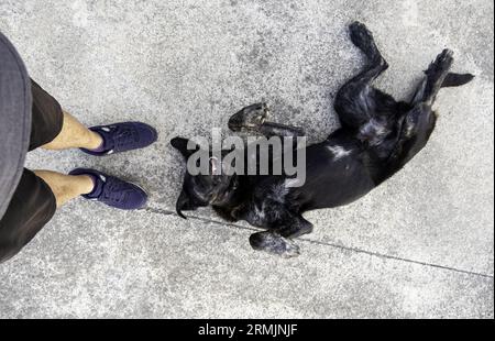 Spanischer Mastiffhund mit labrador, Haustiere, Säugetiere Stockfoto