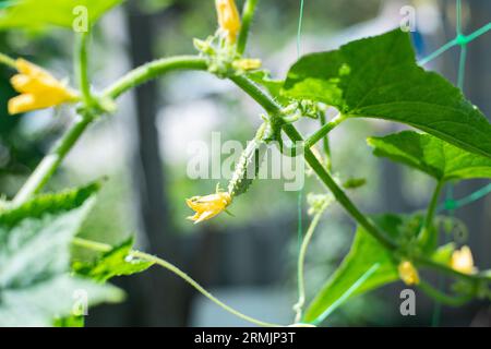 Ökologischer Gurkenanbau. Junge Gurken mit gelben Blüten. Bio-Food-Konzept Stockfoto