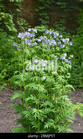 Anbau von Polemonium caeruleum, Jacob's-Ladder oder griechischer Baldrian, mehrjährige Blütenpflanzen im Garten. Jacobs-Leiter (Polemonium caeruleum) ist ein w Stockfoto