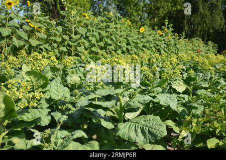 Tabakanbau. Nicotiana Rustica oder aztekischer Tabak blüht mit gelben kleinen Blüten. Eine Tabakpflanze mit gelben Blüten und Honigbienen. Stockfoto
