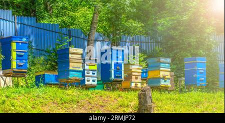 Das ländliche Bienenhaus mit farbigen Bienenstöcken aus Holz auf grünem Gras weiches Sonnenlicht Stockfoto