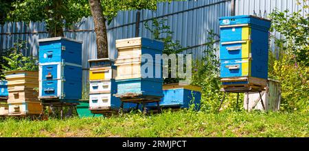 Das ländliche Bienenhaus mit farbigen Bienenstöcken aus Holz auf grünem Gras weiches Sonnenlicht Stockfoto