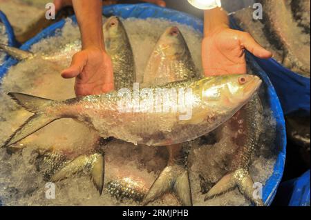 Die Menschen kaufen Hilsa-Fisch auf dem Lalbazar-Fischmarkt in Sylhet. Obwohl in letzter Zeit in den Flussmündungen und Meeren eine große Menge HILSA-Fisch von Fischern gefangen wurde, wird HILSA-Fisch immer noch zu hohen Preisen von 1500-2000 Taka pro kg verkauft. Man fragt sich, warum der Nationalfisch von Bangladesch, der ganz natürlich angebaut wird, so teuer ist. Sylhet, Bangladesch. Stockfoto