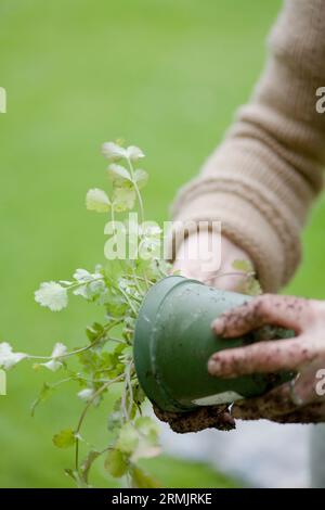 Nahaufnahme eines jungen Frauenhand mit Blumentopf Stockfoto