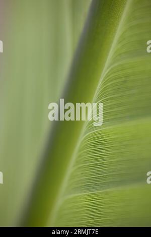 Extreme Nahaufnahme von Bananenblatt (Gattung Musa) Stockfoto
