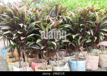 cordyline fruticosa, im landwirtschaftlichen Betrieb für die Ernte allgemein als ti-Pflanze bezeichnet, sind Bargeldpflanzen Stockfoto