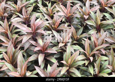 cordyline fruticosa, im landwirtschaftlichen Betrieb für die Ernte allgemein als ti-Pflanze bezeichnet, sind Bargeldpflanzen Stockfoto