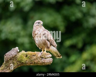 Bussardfresser im Spätsommer Mitte Wales Stockfoto