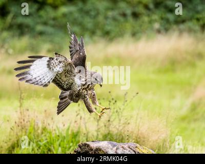 Bussardfresser im Spätsommer Mitte Wales Stockfoto