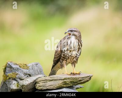 Bussardfresser im Spätsommer Mitte Wales Stockfoto