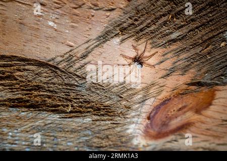 Die Stalltrichter-Weberspinne (Tegenaria domestica) an einer Holzdecke in Uttarakhand, Indien. Stockfoto