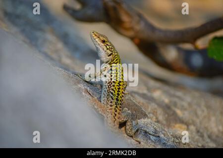 Eine Nahaufnahme einer Eidechse, die sich auf einem sonnendurchfluteten Felsen mit ihren leuchtenden grünen Schuppen und ihrer natürlichen Tarnfarbe sonnt. Perfekt für Wildtierfotografie. Stockfoto