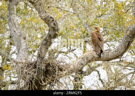 Wahlbergs Adler (Aquila wahlbergi) Erwachsener, neben dem Nest im Baum, Kruger-Nationalpark, Südafrika. Stockfoto