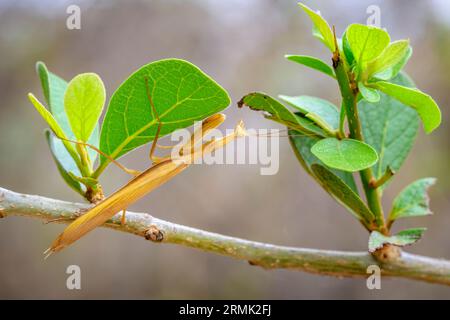 Afrikanische Gebetsmantis (Sphodromantis lineola), braune Variante, die sich unter dem Blatt für die Jagd auf Beute versteckt, Mpumalanga, Südafrika. Stockfoto